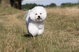 BICHON FRISE 056